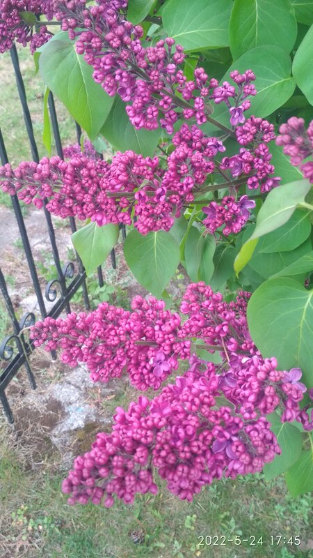 IMG_20220524_174544.jpg