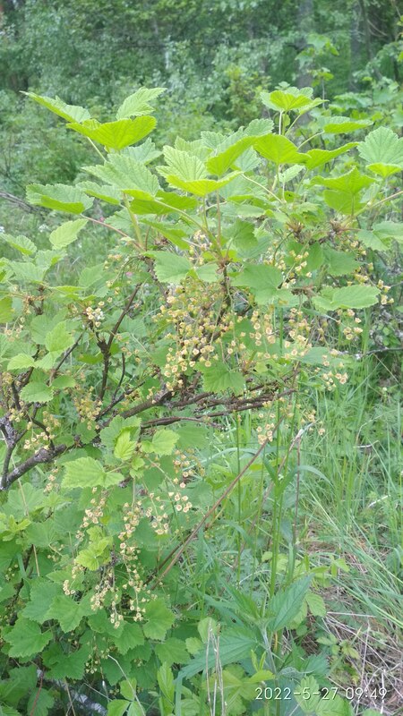 IMG_20220527_094915.jpg