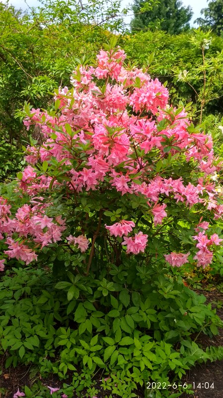 IMG_20220606_140430_HDR.jpg