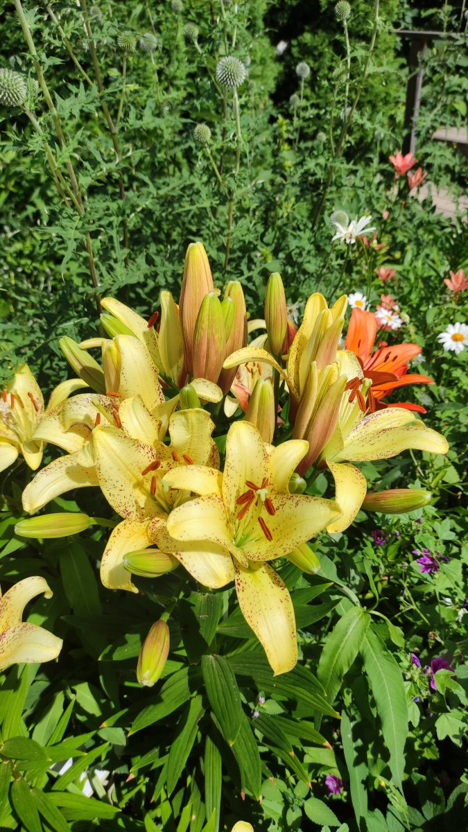 IMG_20220719_125916.jpg
