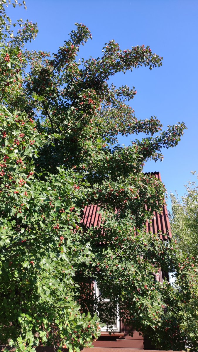 IMG_20220910_154835.jpg
