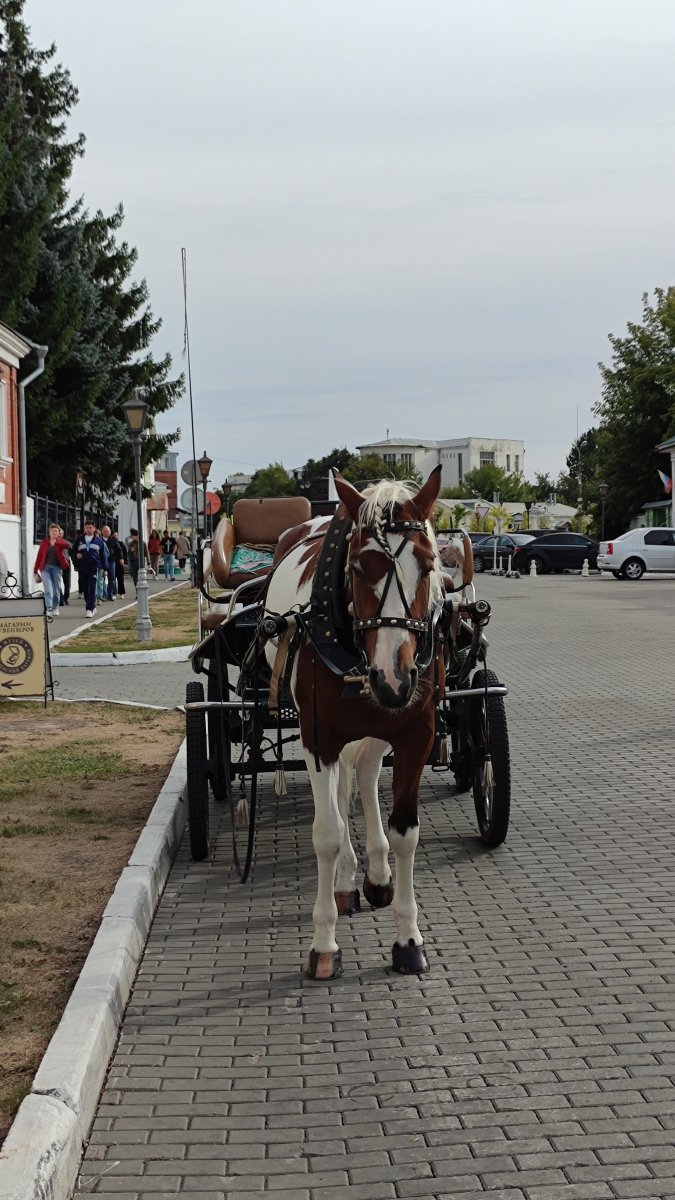 IMG_20220911_153117.jpg
