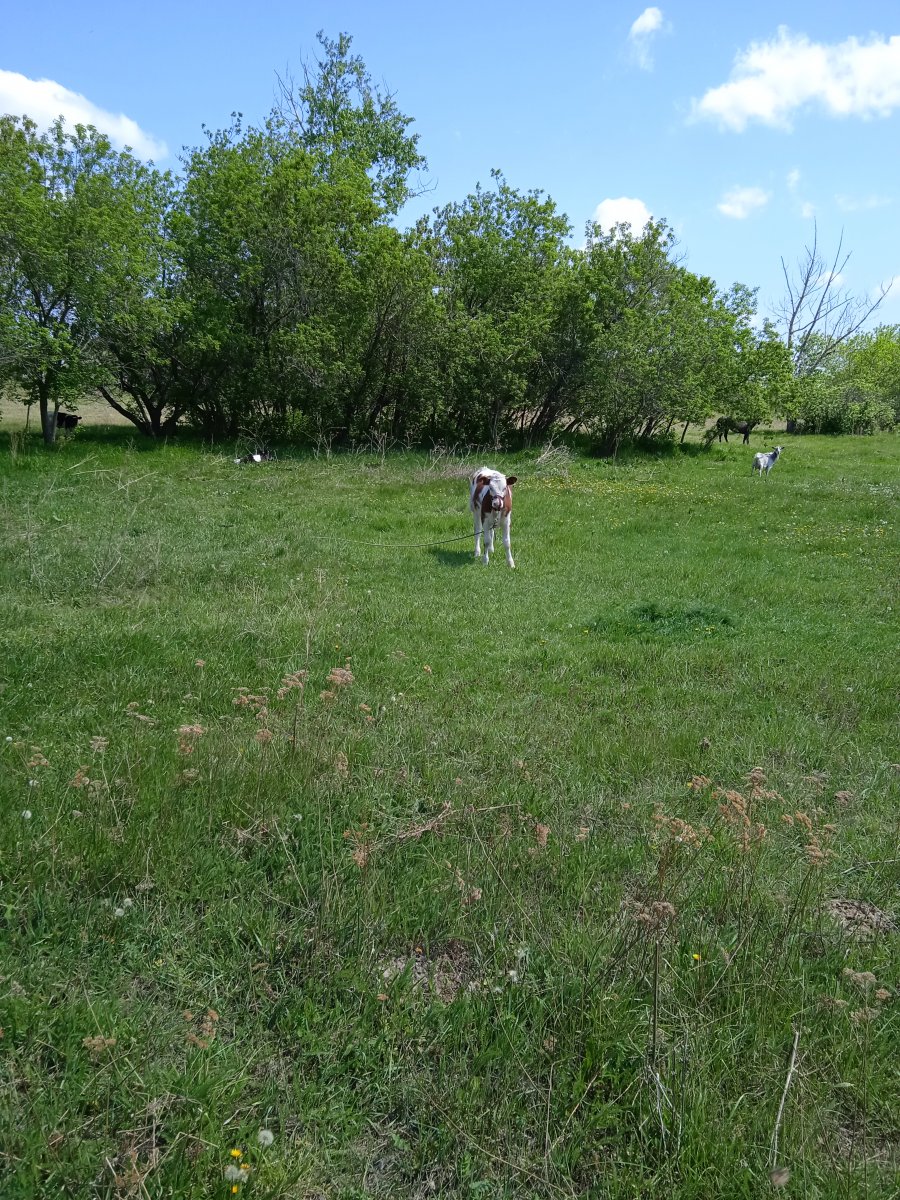 IMG_20230530_130144.jpg