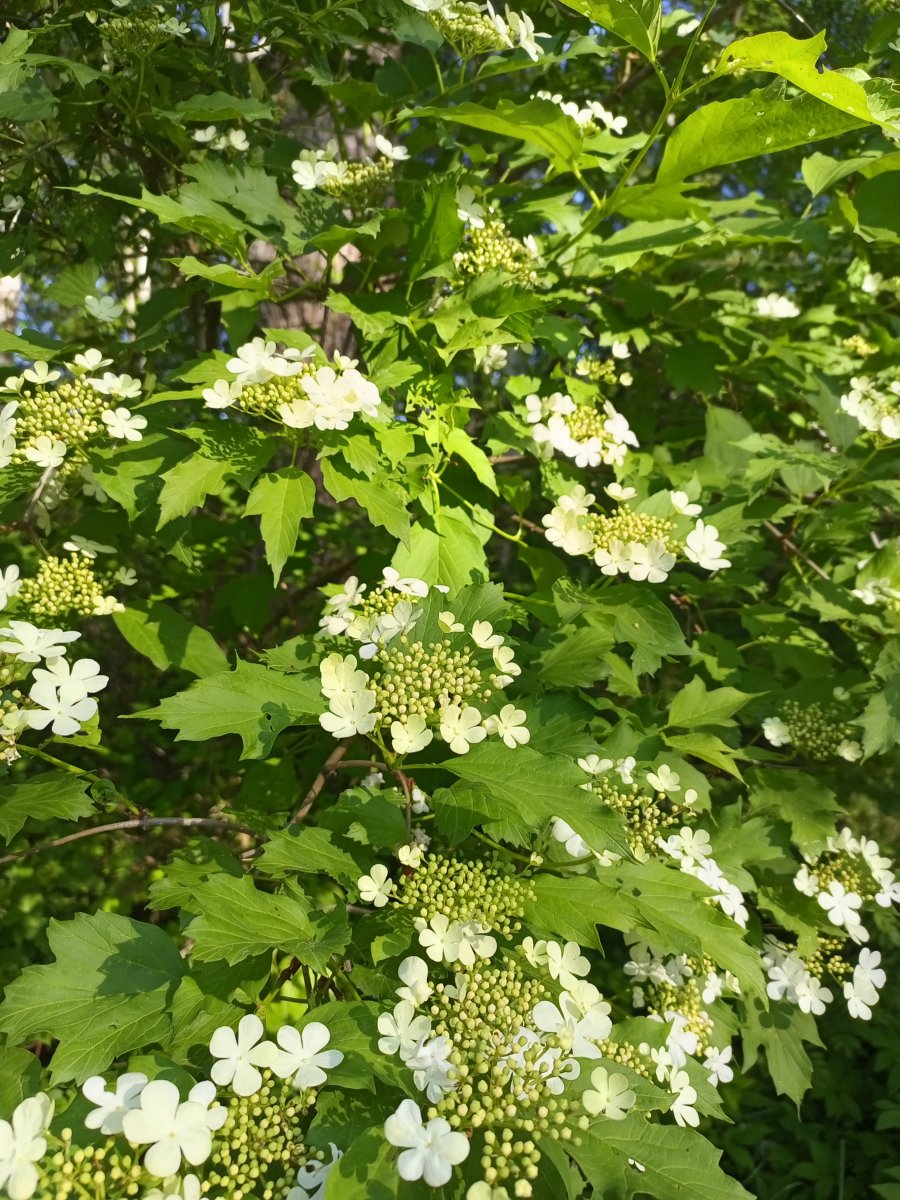IMG_20230610_081510_853.jpg