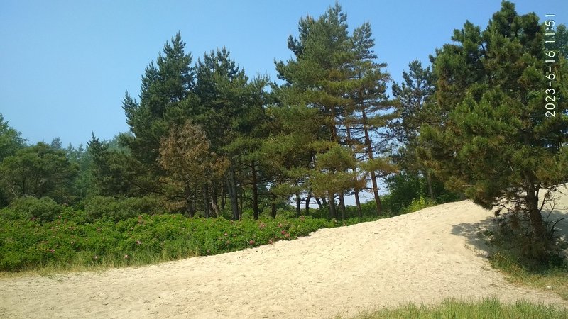 IMG_20230616_115141.jpg