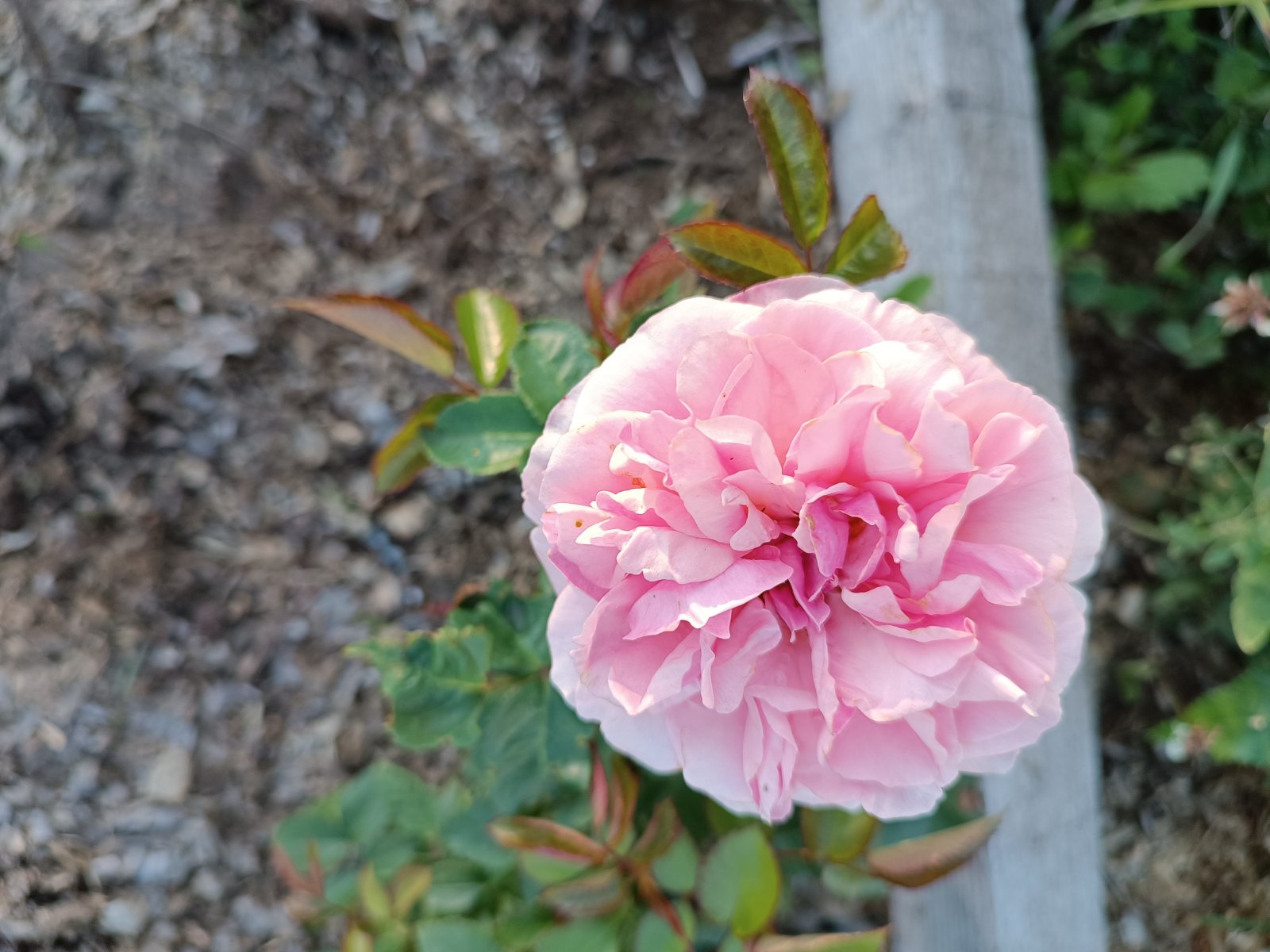 IMG_20230708_195935.jpg