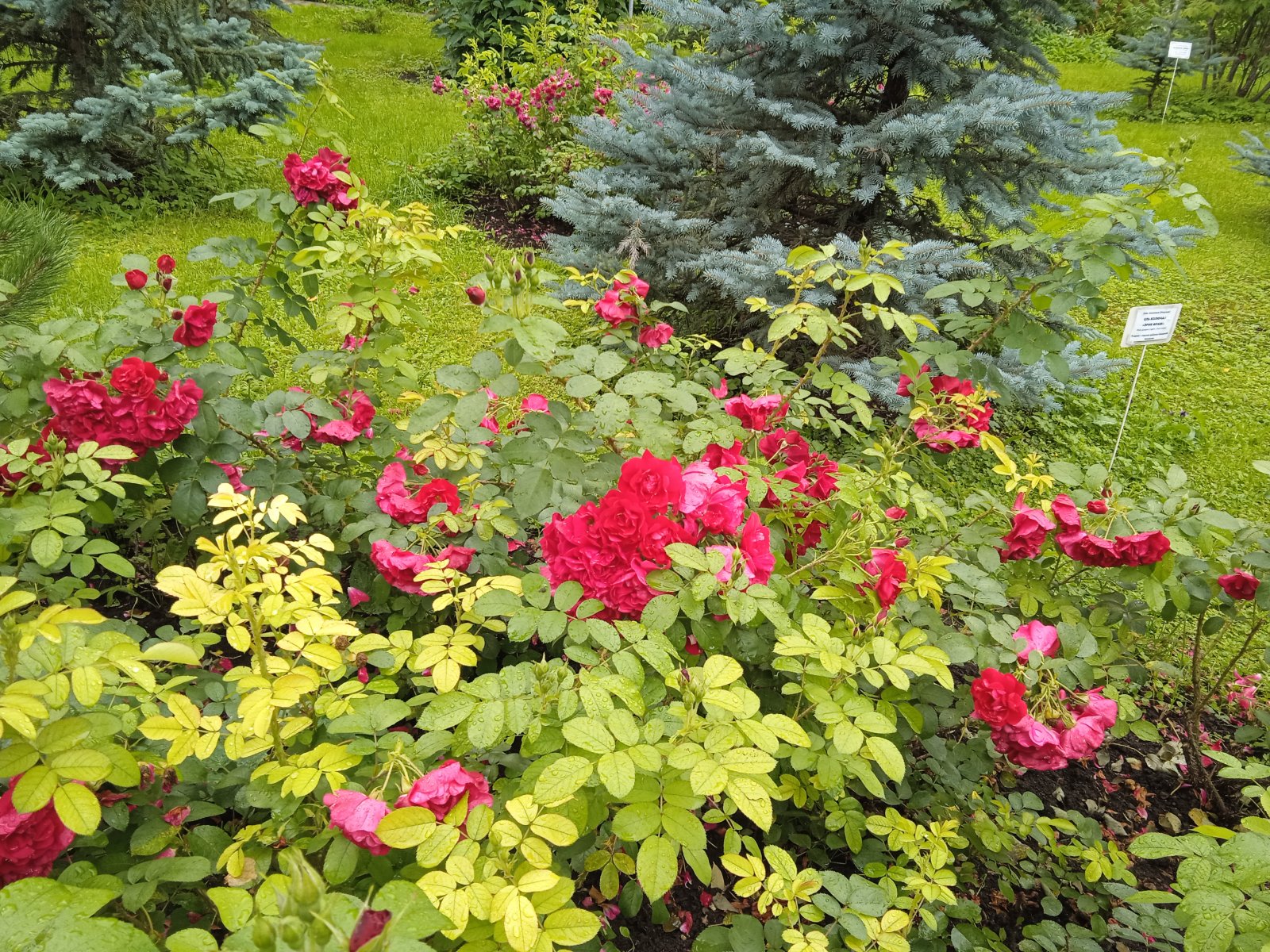 IMG_20230720_124624.jpg