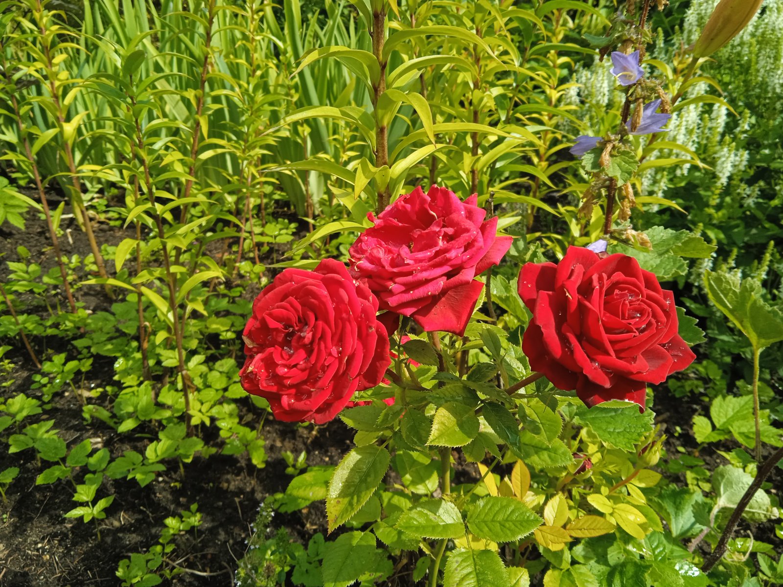 IMG_20230720_131654_1.jpg