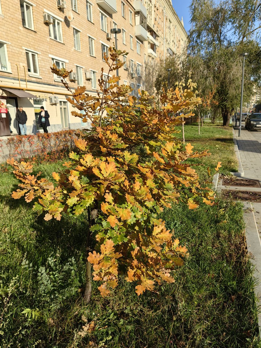 IMG_20231101_141833.jpg