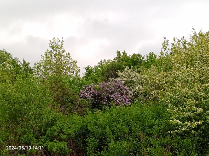 IMG_20240510_141155_274.jpg