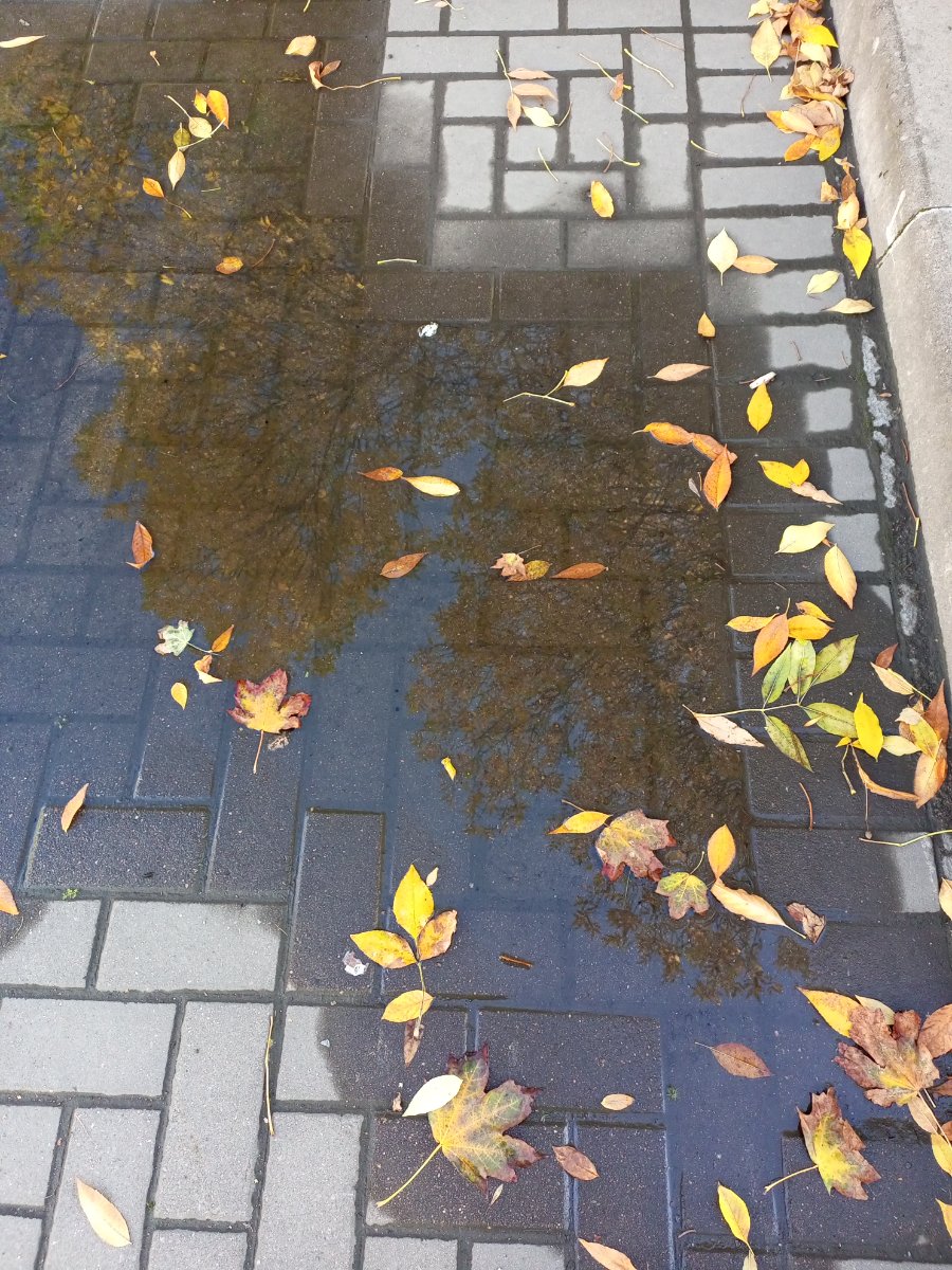 IMG_20240930_170726_267.jpg