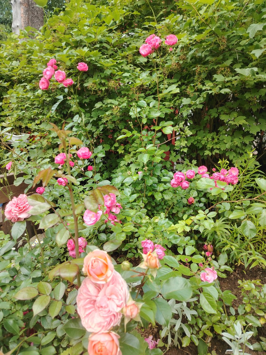 IMG_20250713_151430.jpg