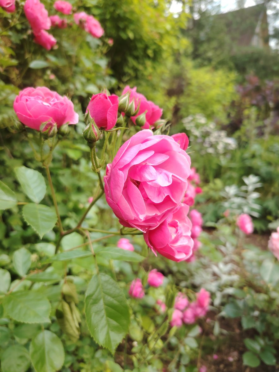 IMG_20250713_151451.jpg