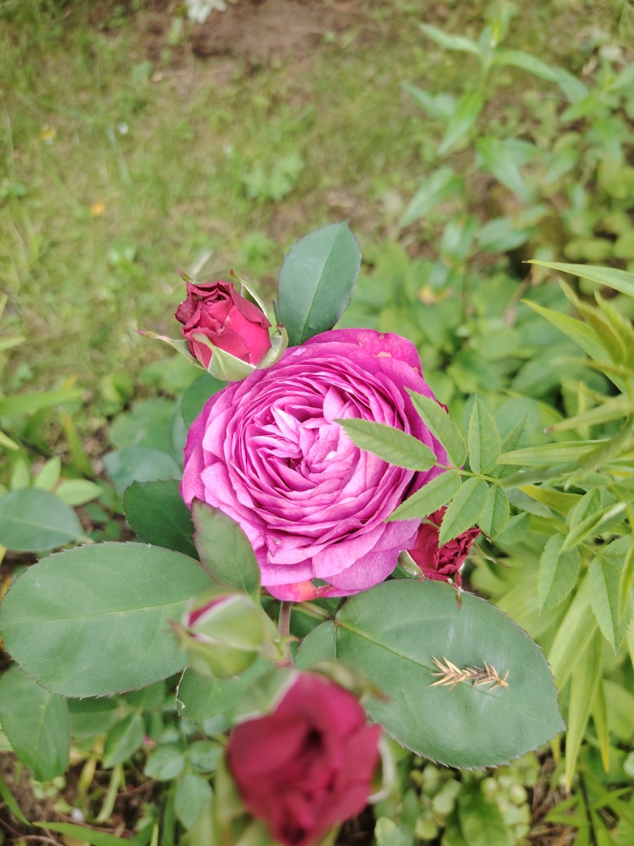 IMG_20250713_151620.jpg