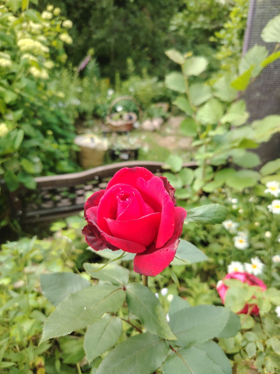 IMG_20250713_151709.jpg