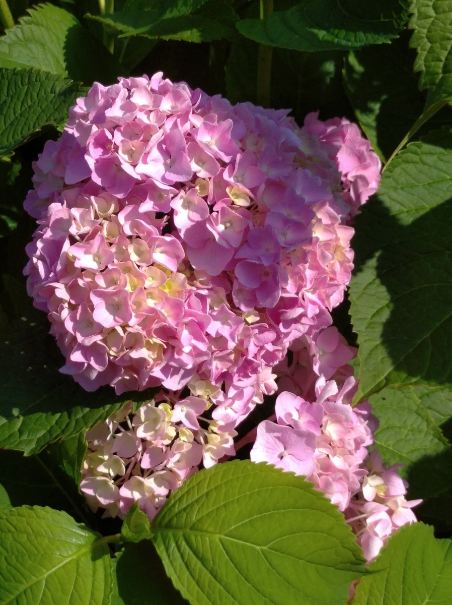 IMG_20250730_100411.jpg