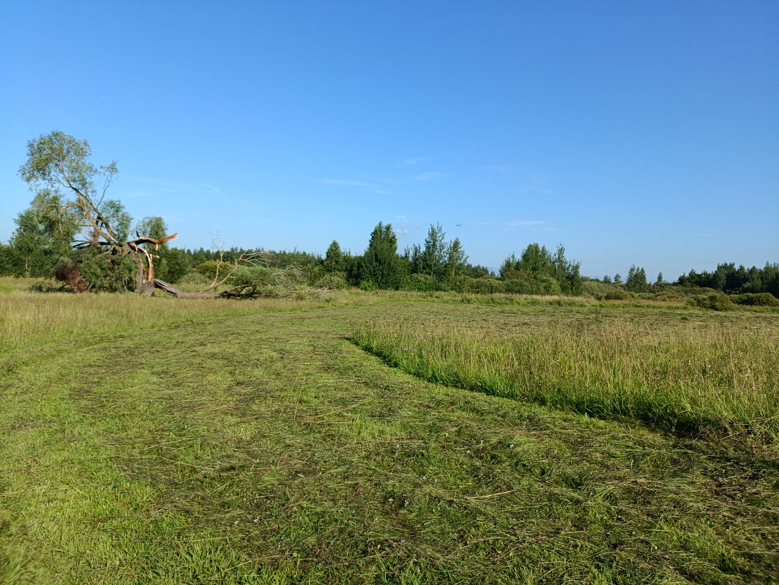 IMG_20250803_084300.jpg