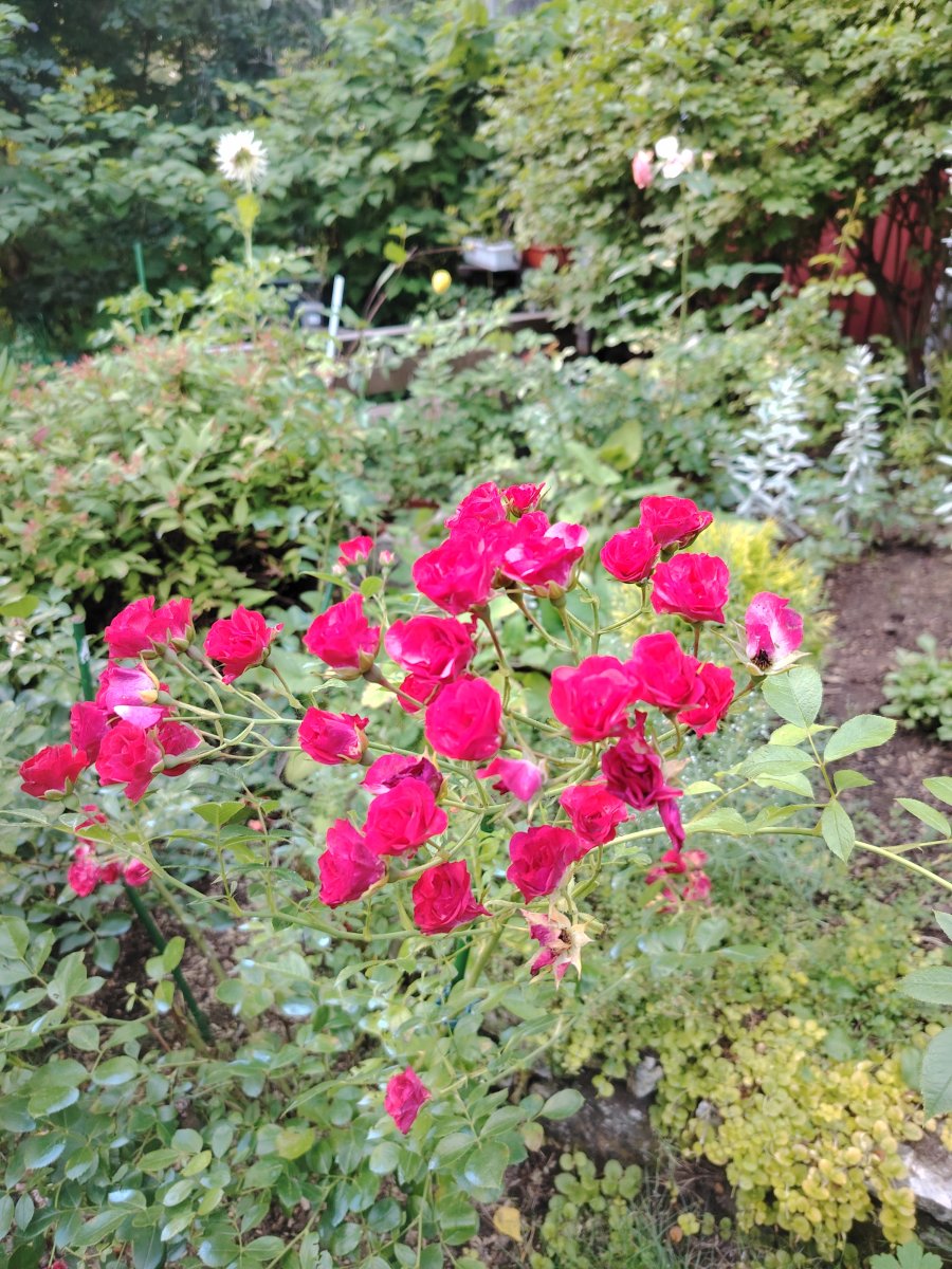 IMG_20250817_192551.jpg