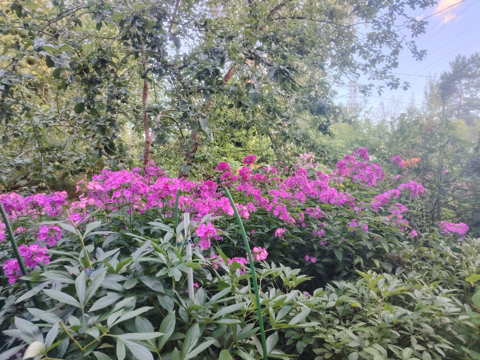 IMG_20250817_192653.jpg