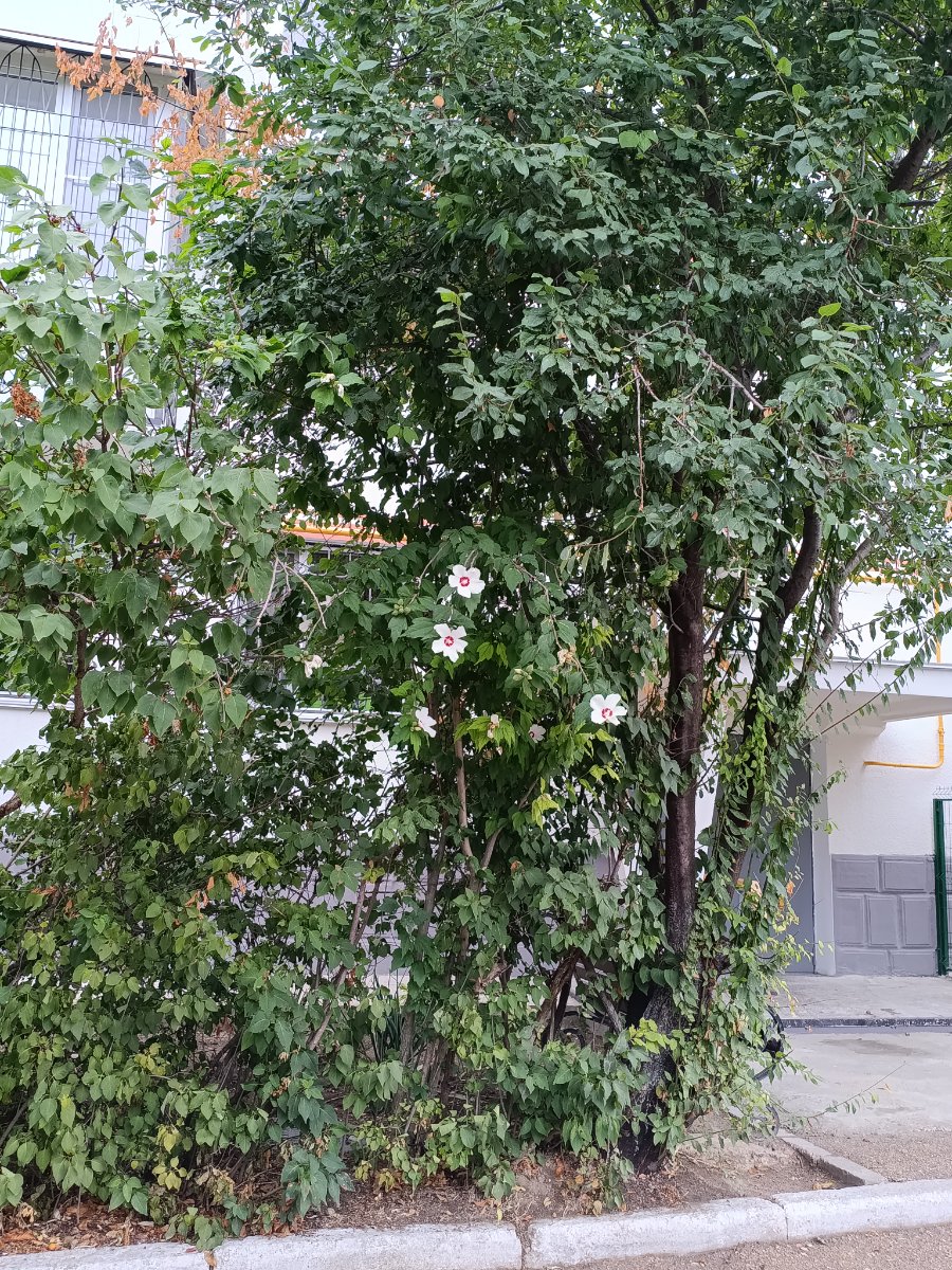 IMG_20250910_120105.jpg
