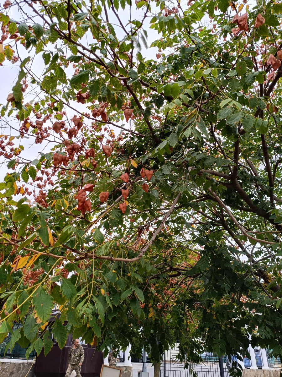 IMG_20250910_120456.jpg