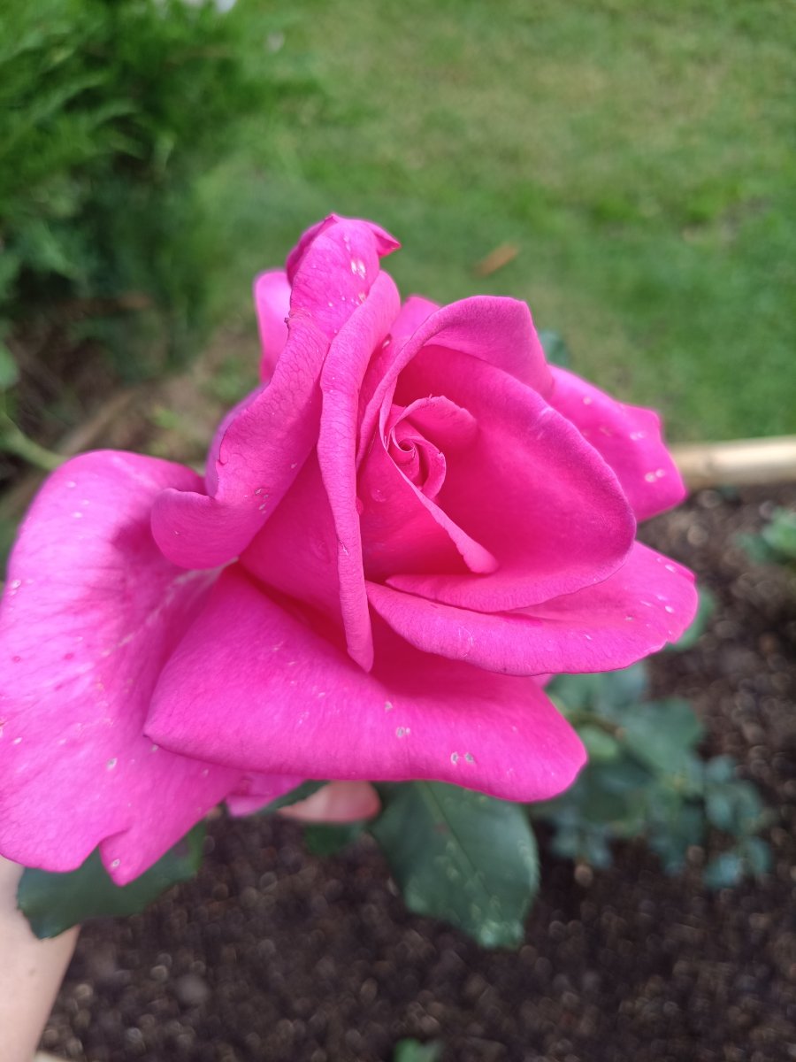 IMG_20250928_151937.jpg