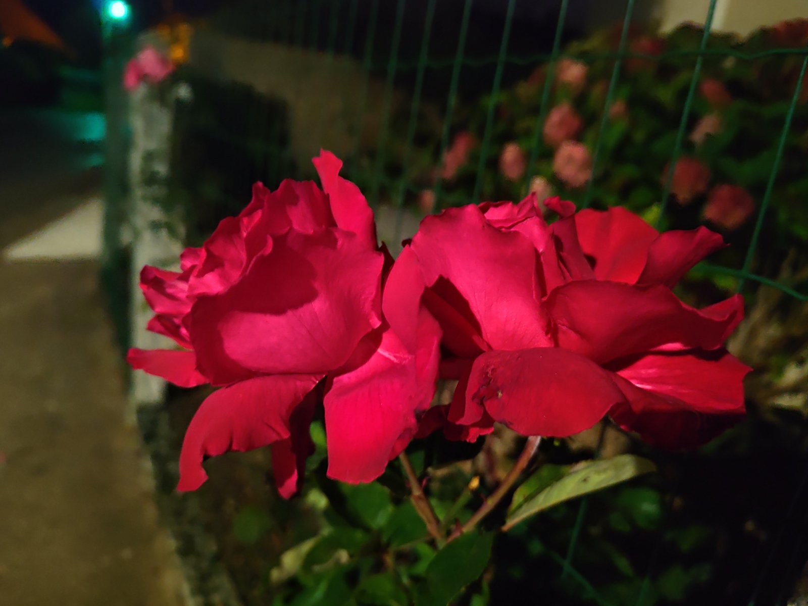 IMG_20251001_212152.jpg