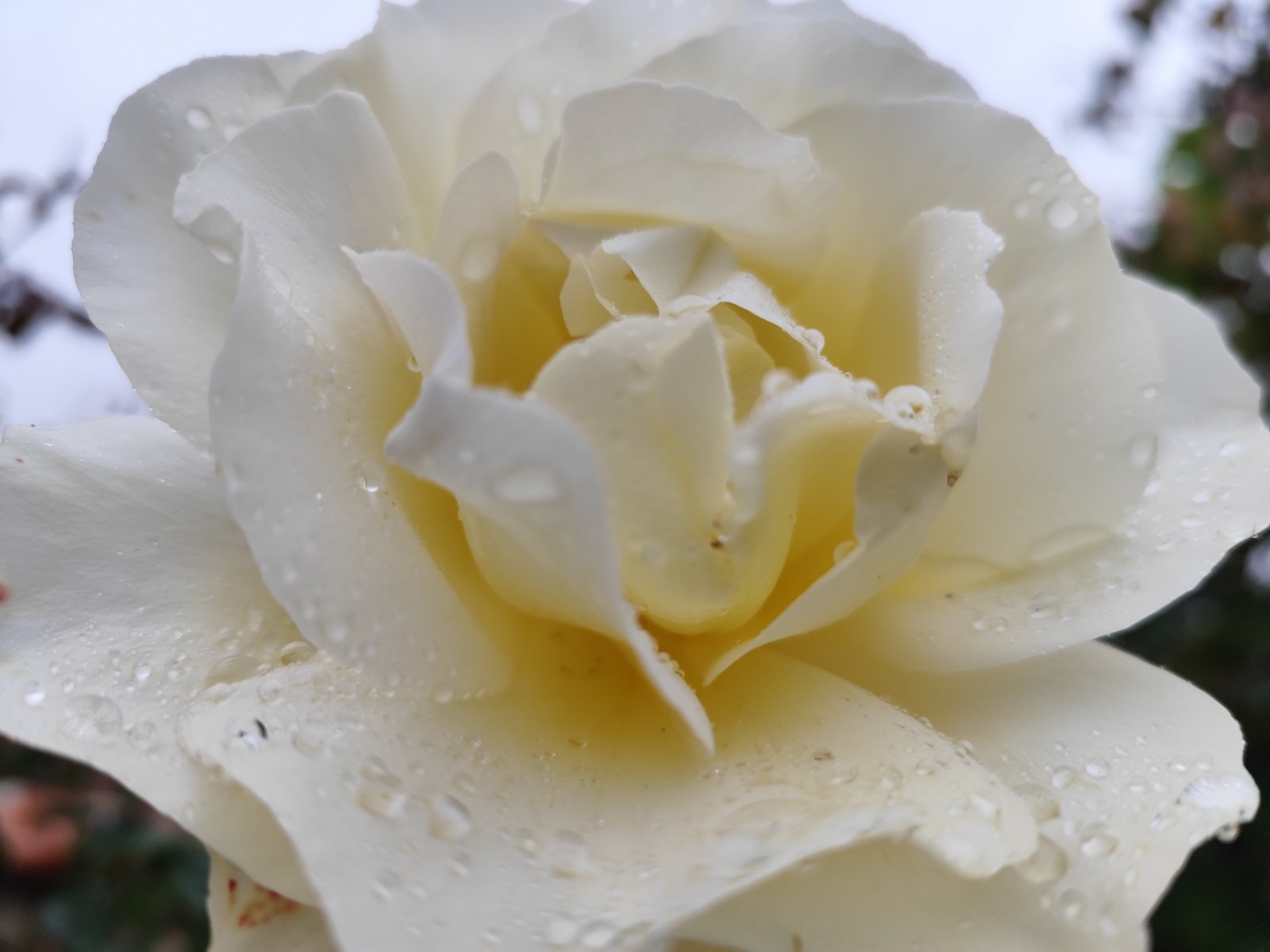 IMG_20251003_181602.jpg