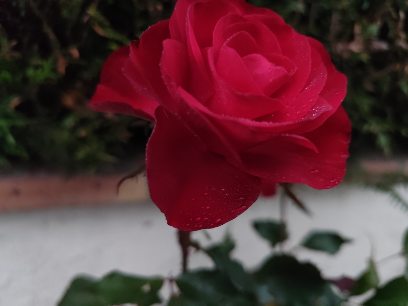 IMG_20251003_183228.jpg