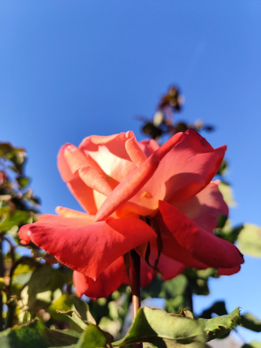 IMG_20251011_174429.jpg