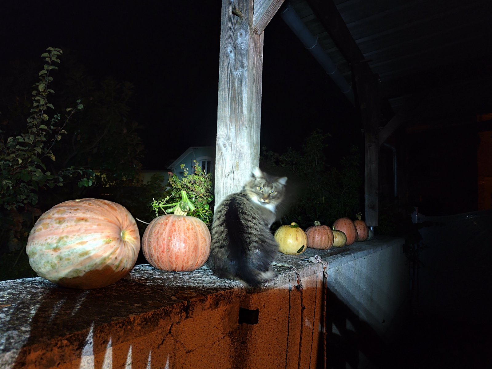 IMG_20251013_201401.jpg