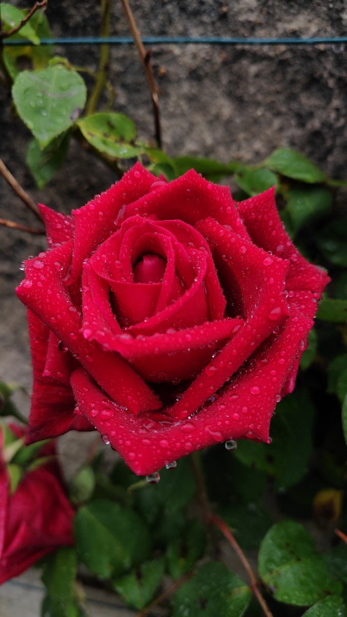 IMG_20260504_142716.jpg