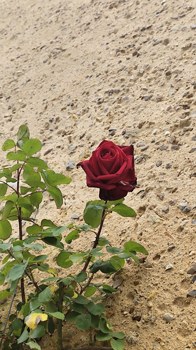 IMG_20260506_135123.jpg