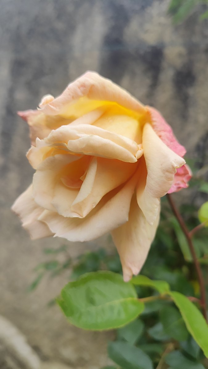 IMG_20260506_135514.jpg