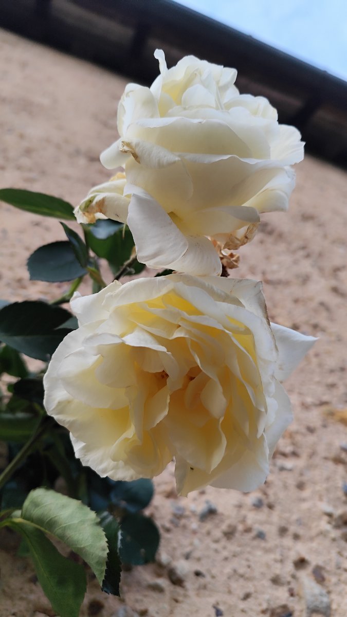 IMG_20260518_205727.jpg