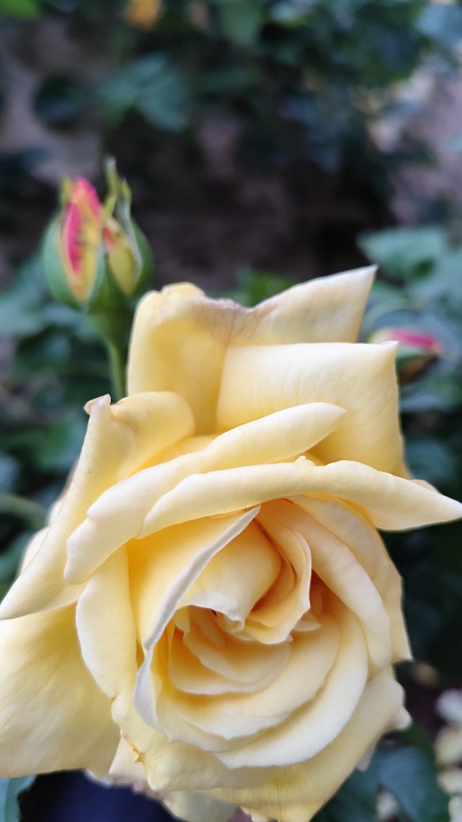 IMG_20260519_211621.jpg