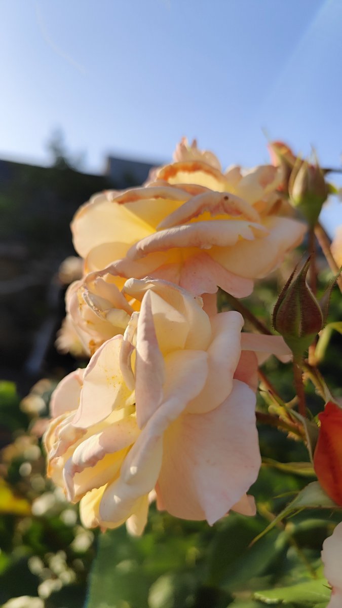 IMG_20260526_201130.jpg