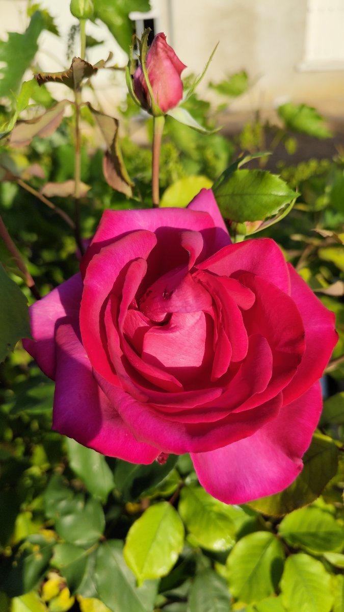 IMG_20260526_201147.jpg