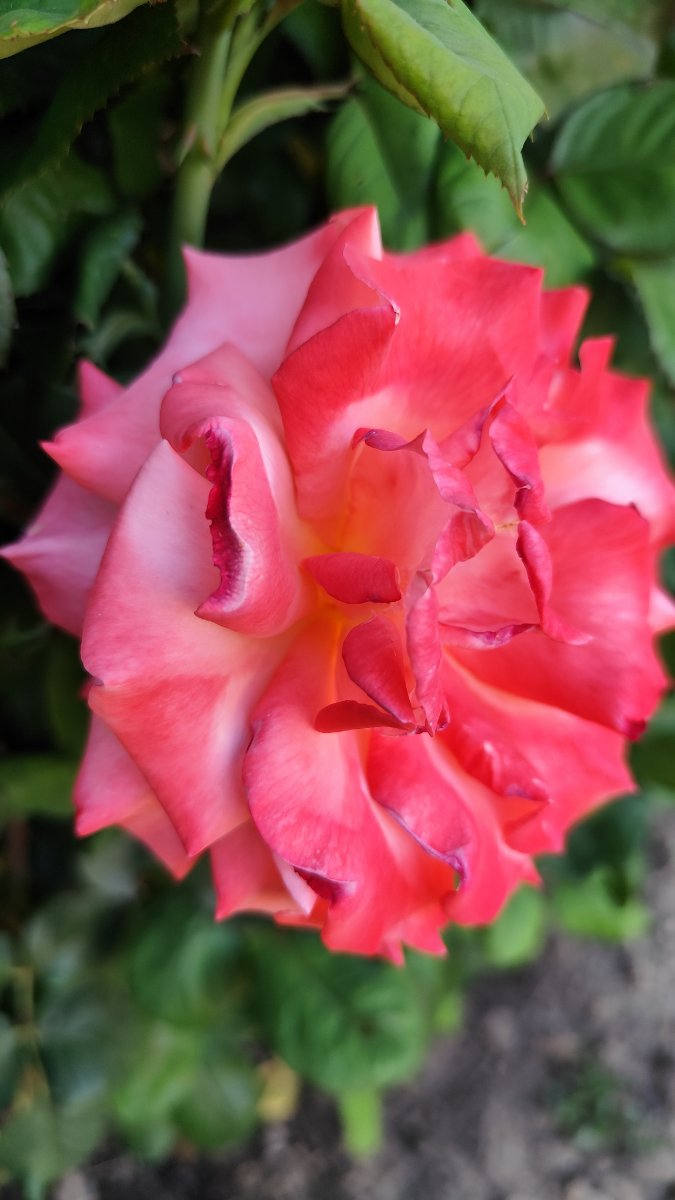 IMG_20260526_201302.jpg