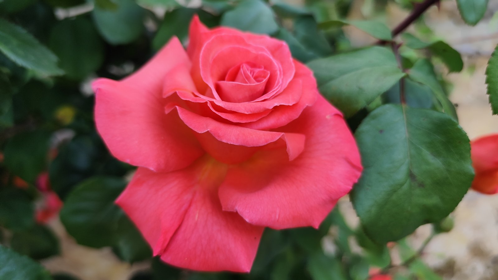 IMG_20260526_201314.jpg