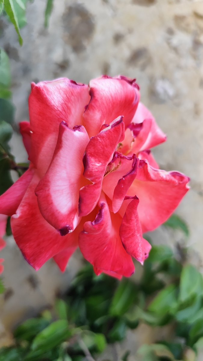 IMG_20260526_201322.jpg