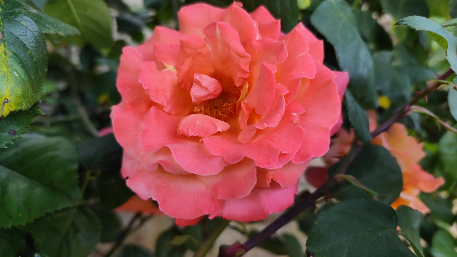 IMG_20260526_201334.jpg