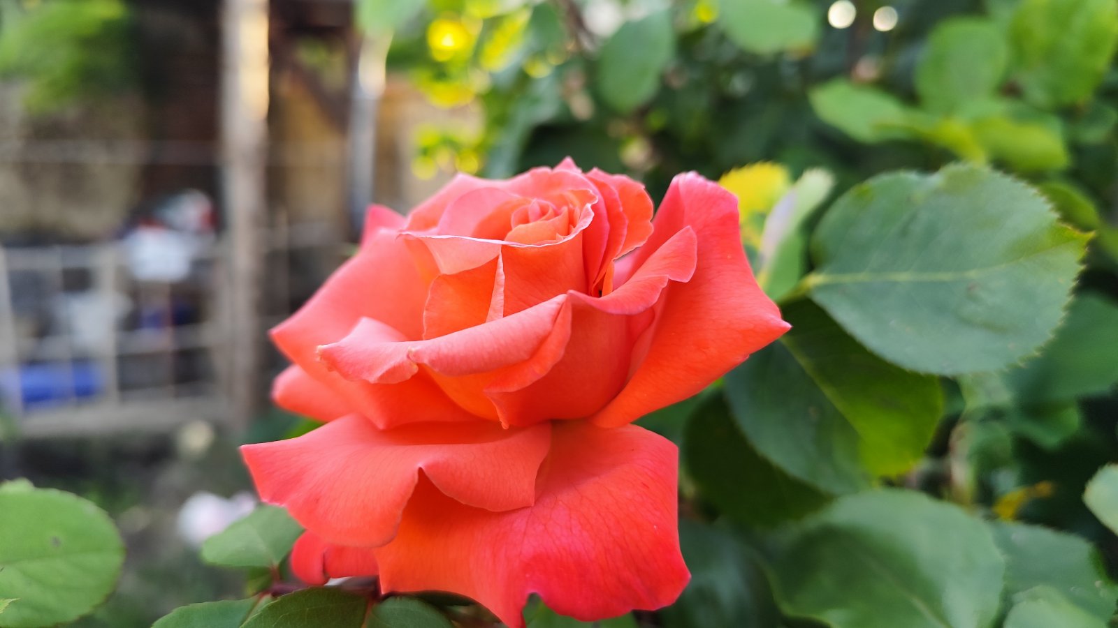 IMG_20260526_201343.jpg
