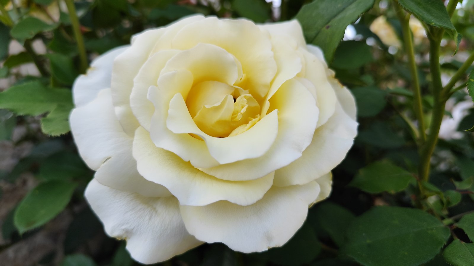 IMG_20260526_201357.jpg