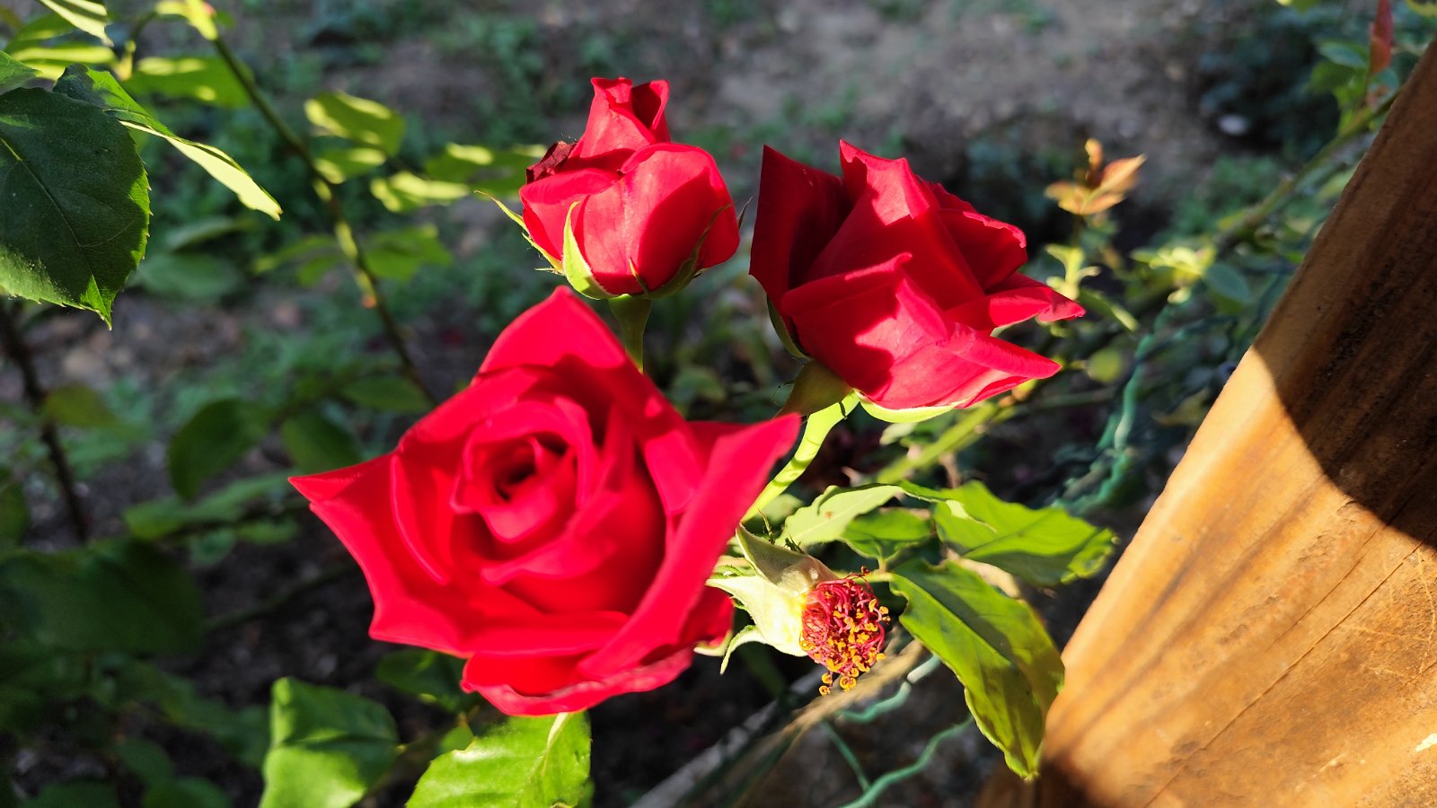 IMG_20260526_201956.jpg