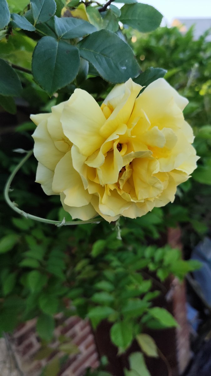 IMG_20260526_202834.jpg
