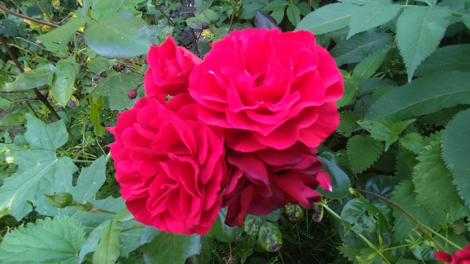 IMG_20260526_212933.jpg