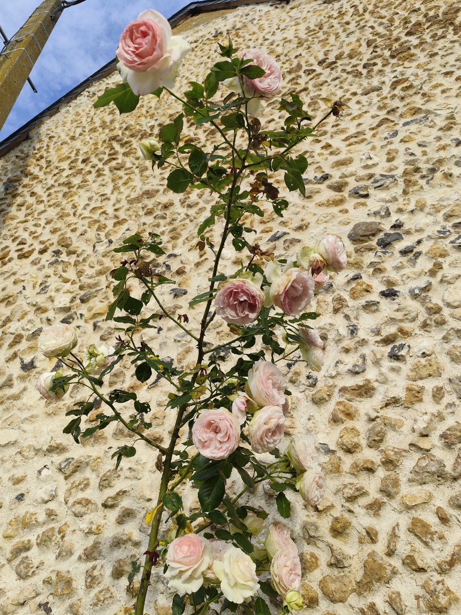 IMG_20260601_201445.jpg