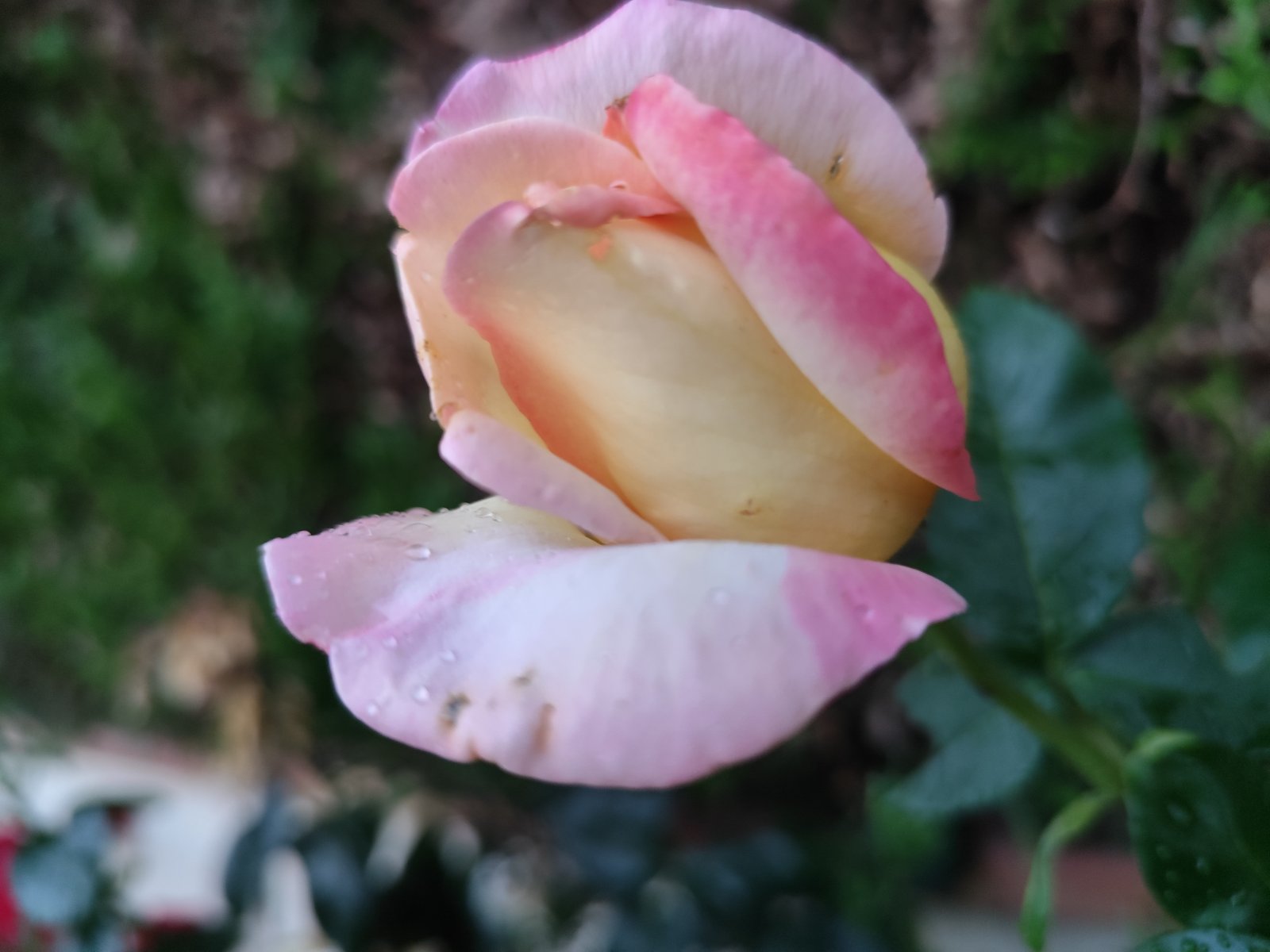 IMG_20260602_212024.jpg