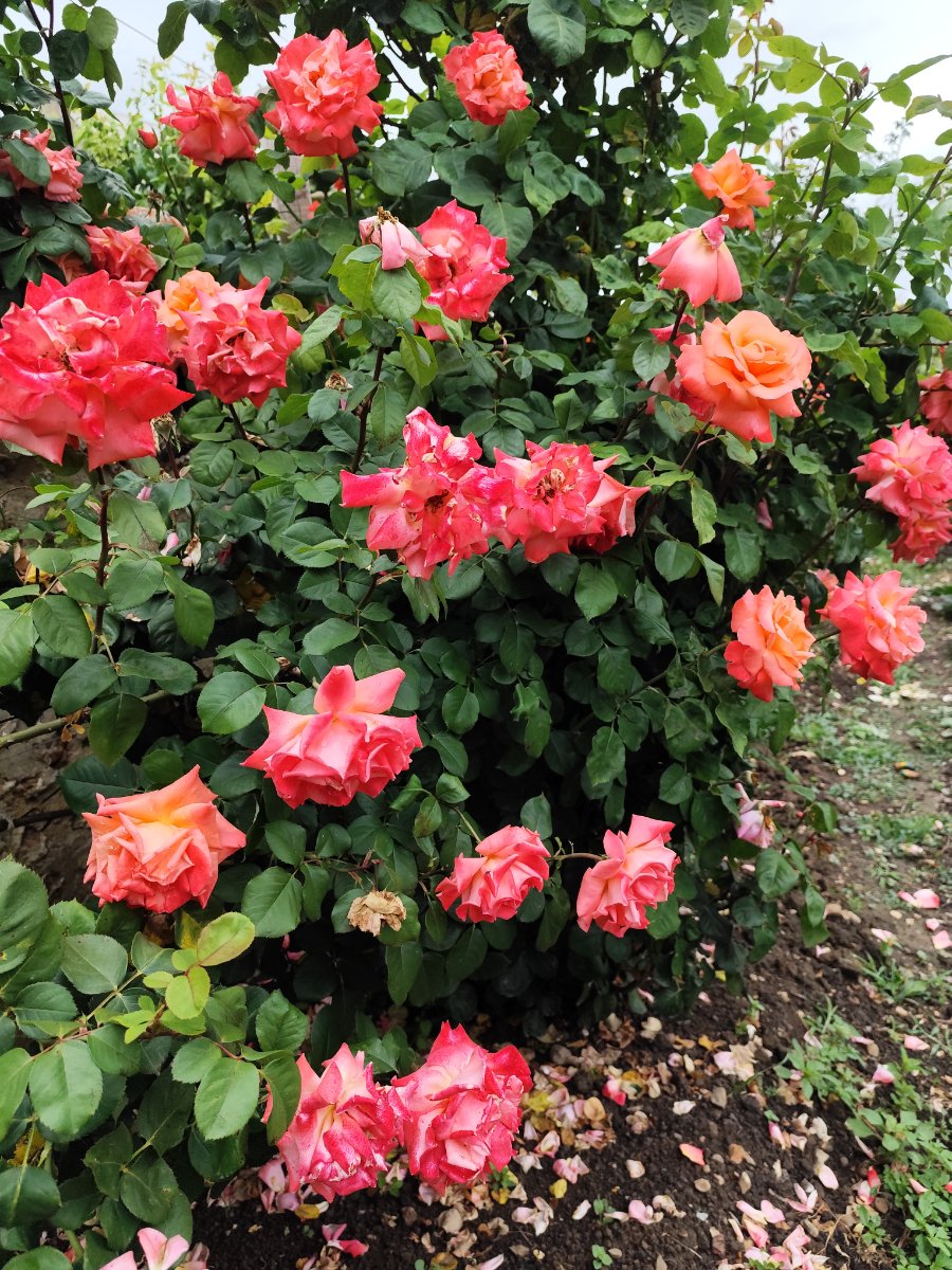 IMG_20260603_133902.jpg